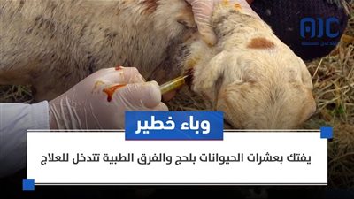 وباء خطير يفتك بعشرات الحيوانات بلحج 