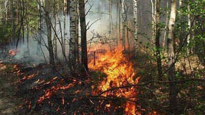 ارتفاع قتلى حرائق غابات تشيلي إلى نحو 100 شخص