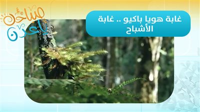 صباحك ياعدن | غابة هويا باكيو .. غابة الأشباح