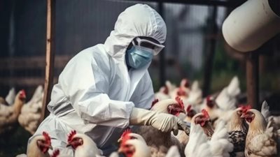 تفشي إنفلونزا الطيور شديد العدوى في مقاطعة يابانية