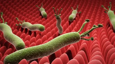 جرثومة المعدة.. خطر صحي صامت وكيفية الوقاية منه