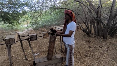 أبين.. مبيدات محرّمة تفتك بخلايا النحل في حناذ بأحور